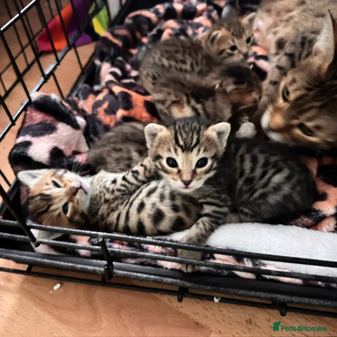 Savannah cats for sale: 5 Gorgeous Spotty Savannah Babies - Advert 2