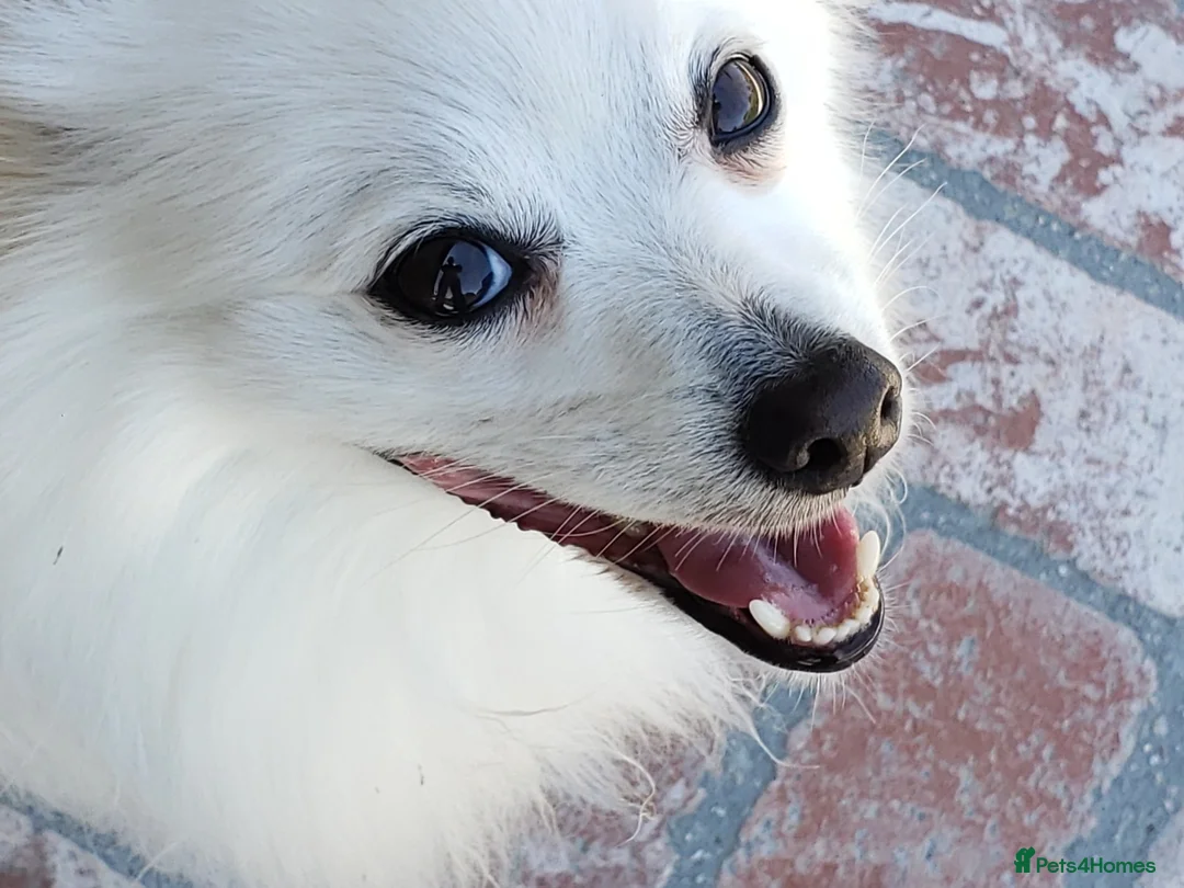 Pomeranian dogs for sale: Beautiful White Pomeranian Female – £2,500 - Advert 2