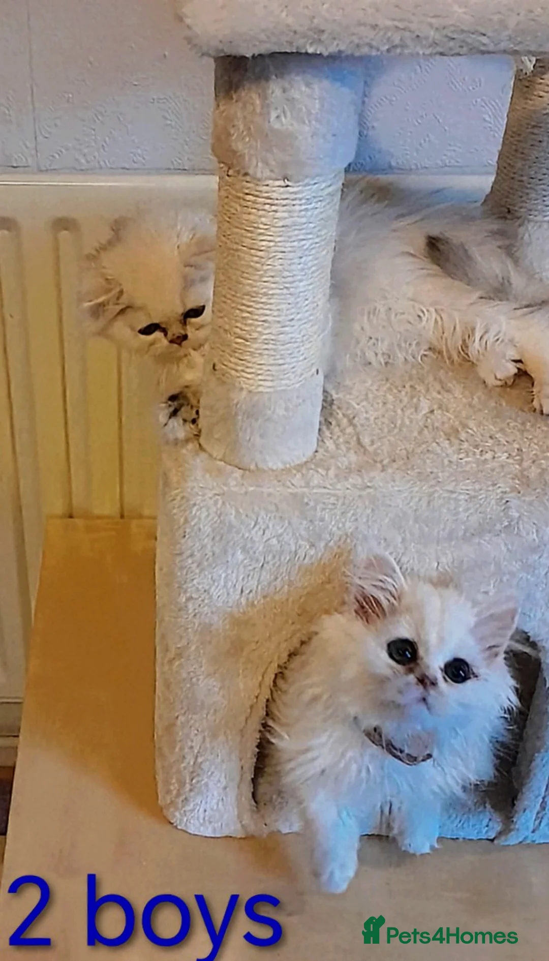 Persian cats for sale: ♦🍒White tipped Persian kittens ready now - Advert 2