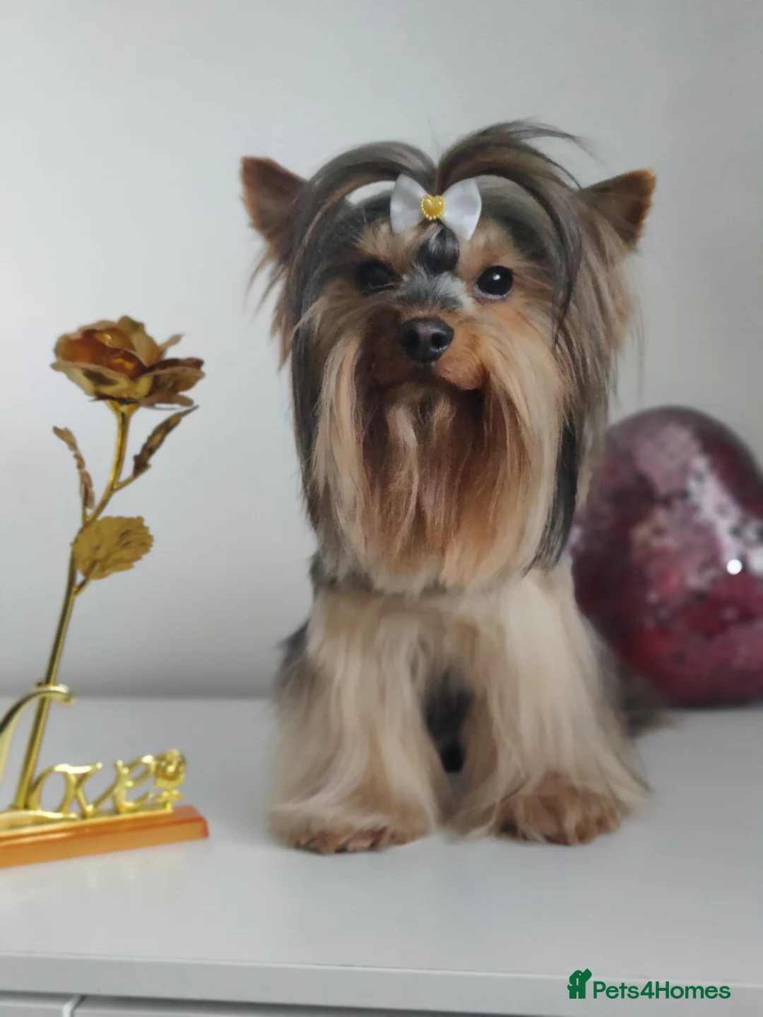 Yorkshire Terrier dogs for stud: Pedigree Yorkshire terrier for stud in Hull - Advert 19