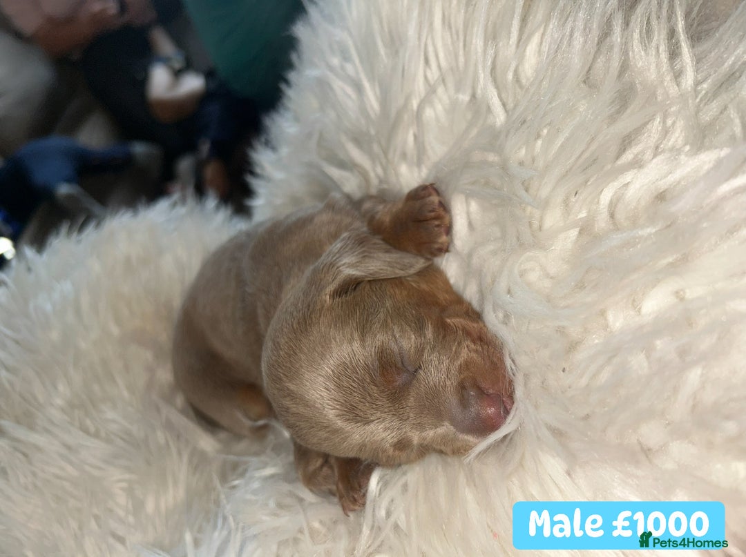 Miniature Dachshund dogs for sale: Miniature dachshund puppies excellent quality  - Image 7