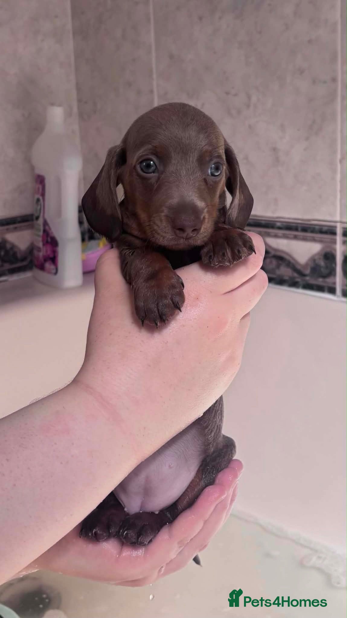 Miniature Dachshund dogs Ready now - Advert 2