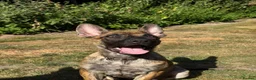 Belgian Shepherd Dog dogs for sale: Dutch Shepherd Puppies - Advert 19