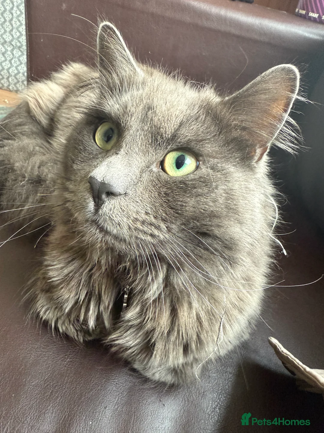 Nebelung cats for sale: Meet Prinze - Advert 13