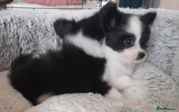 Mixed Breed dogs for sale: Adorable chion puppies  - Image 3