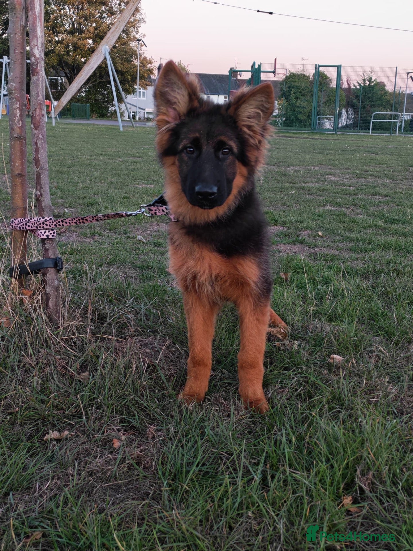 German Shepherd dogs German Shepherd Puppies - Advert 2