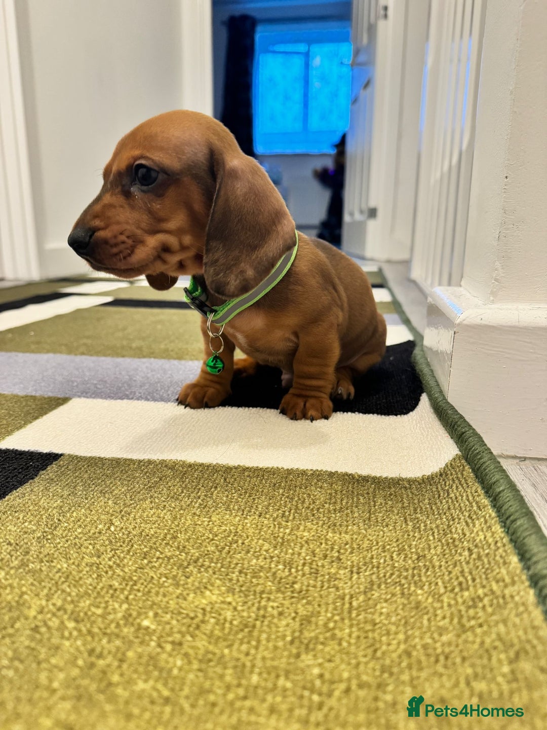 Dachshund dogs for sale: Dachshund female and male puppies  - Image 7