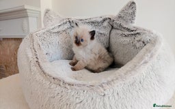 Ragdoll cats for sale: INDOOR FULL PEDIGREE RAGDOLL KITTENS - Image 5