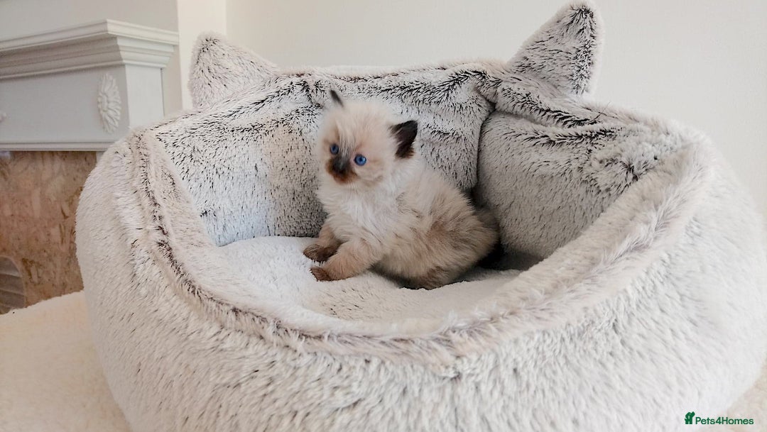 Ragdoll cats for sale: INDOOR FULL PEDIGREE RAGDOLL KITTENS - Image 5