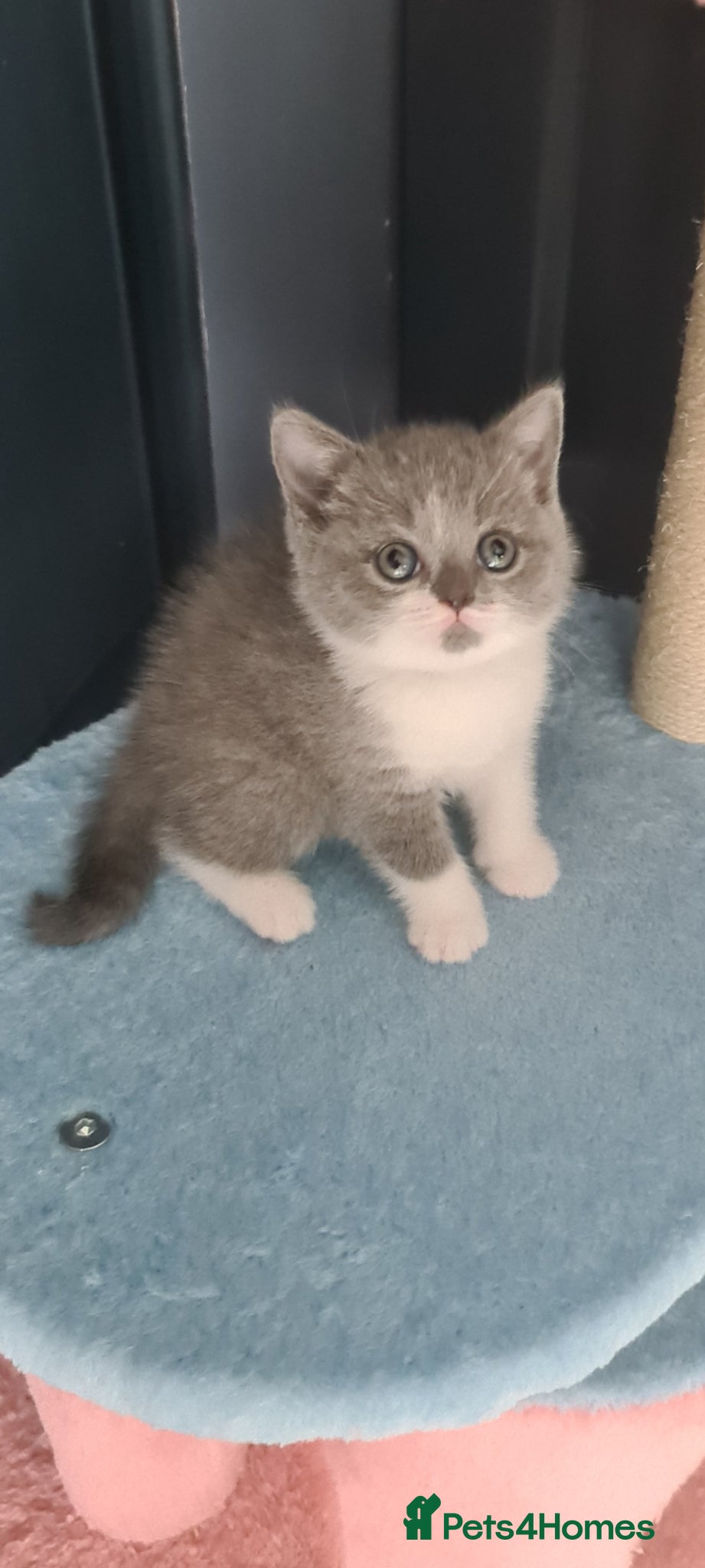British Shorthair cats British Shorthair kittens  - Advert 2