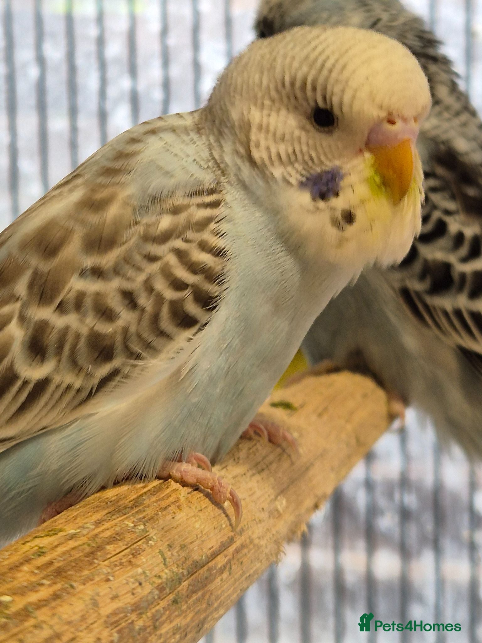 Budgerigars birds Hen tamed sky blue opaline - Advert 14