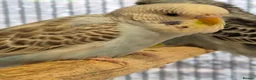 Budgerigars birds for sale: Hen tamed sky blue opaline - Advert 2