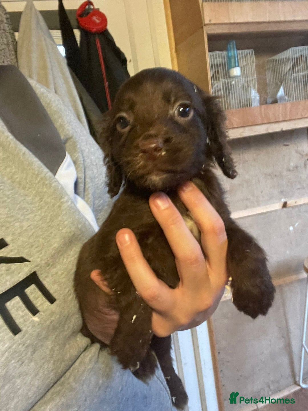 Cocker Spaniel dogs for sale: 3 loving boy cocker spaniels  - Advert 15
