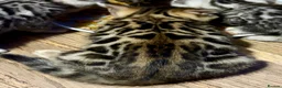 Bengal cats for sale: UPDATE 3 Gorgeous Bengal Kittens ready to reserve - Advert 34