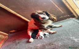 Sprocker dogs for sale: 7 beautiful sprocker puppies  - Image 11