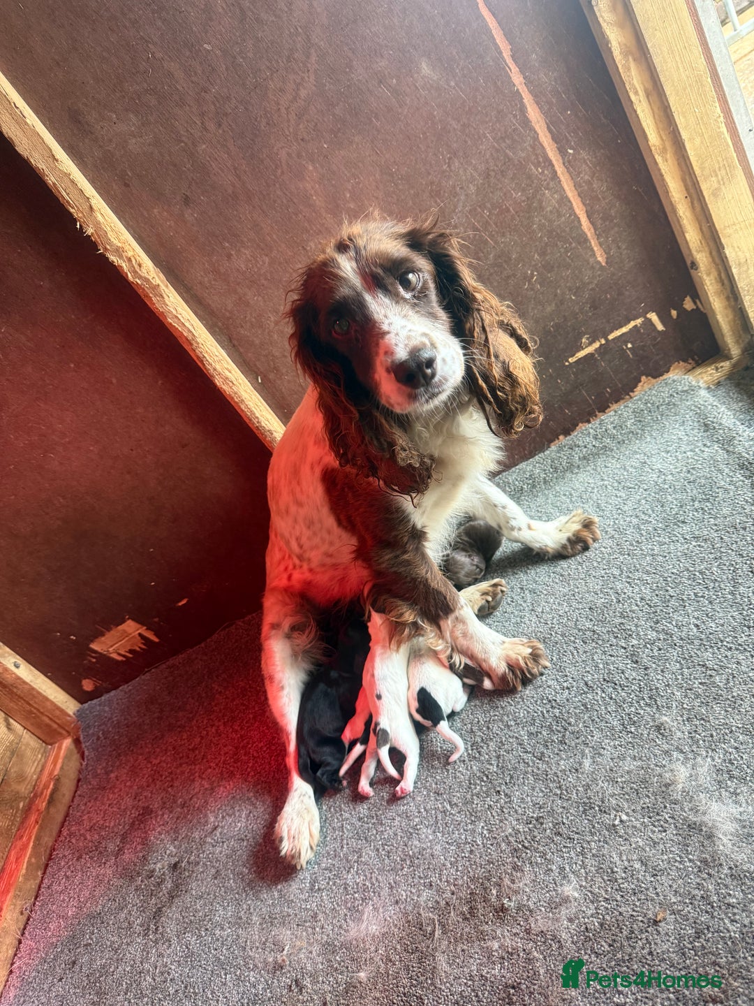 Sprocker dogs for sale: 7 beautiful sprocker puppies  - Image 11