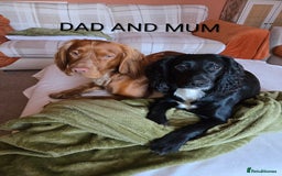 Cocker Spaniel dogs for sale: Lovely Cocker Spaniel Puppies From Our Family Dogs - Advert 6