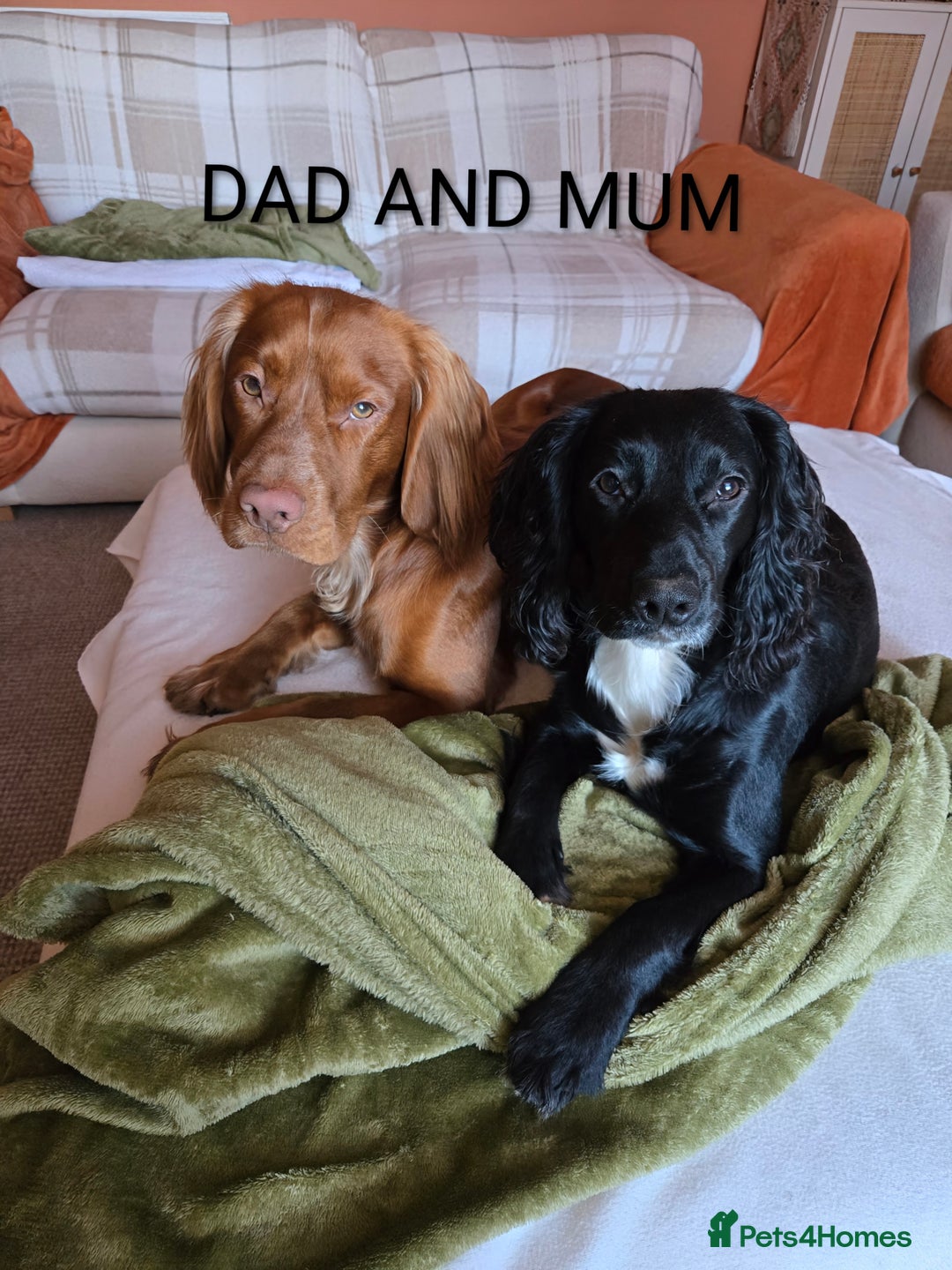 Cocker Spaniel dogs for sale: Lovely Cocker Spaniel Puppies From Our Family Dogs - Advert 6