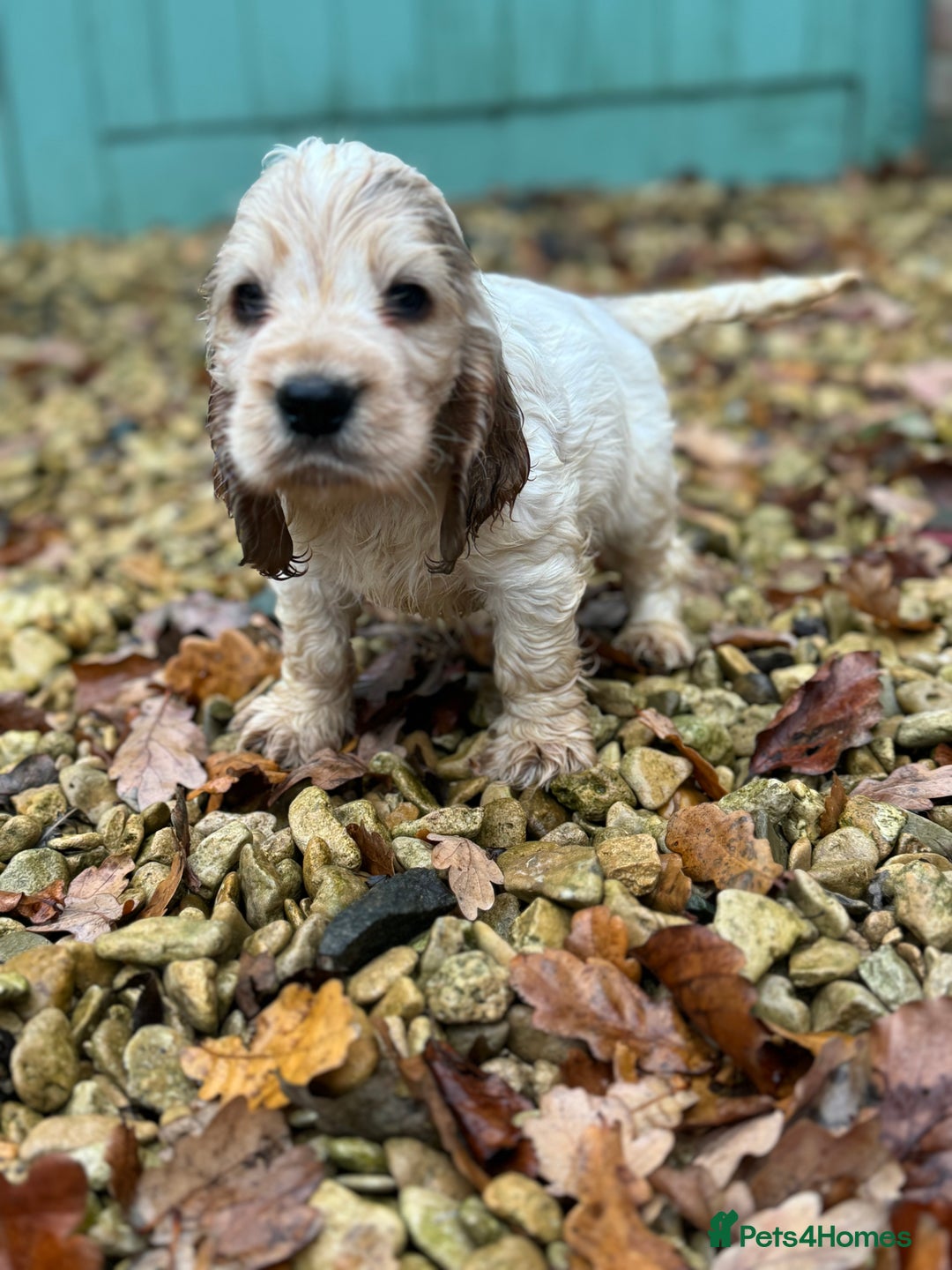 Cocker Spaniel dogs for sale: Exceptional litter of Show Type Cocker Spaniels - Advert 4