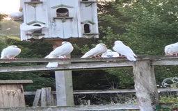 Doves birds for sale: White doves - Image 3