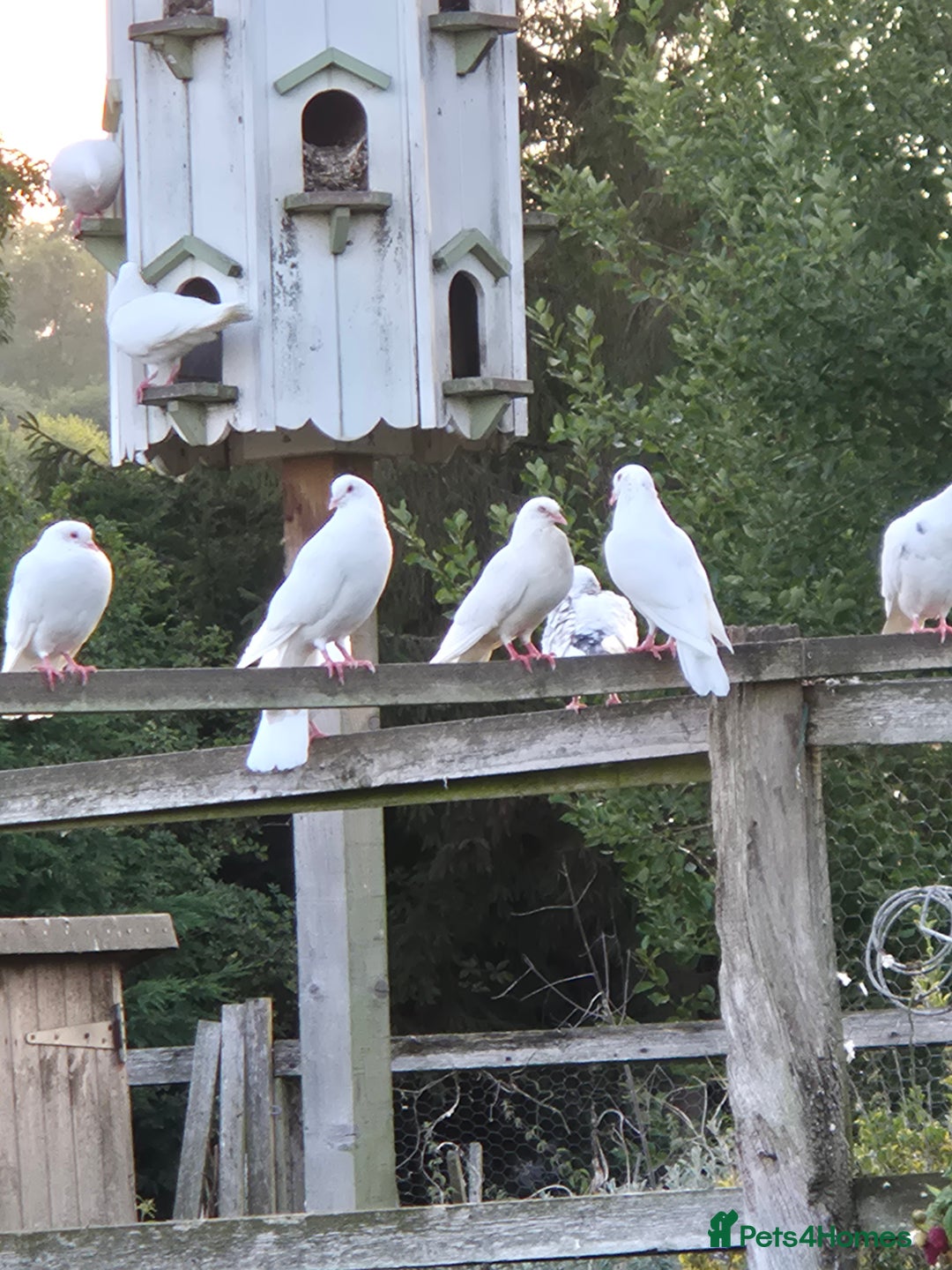 Doves birds for sale: White doves - Image 3
