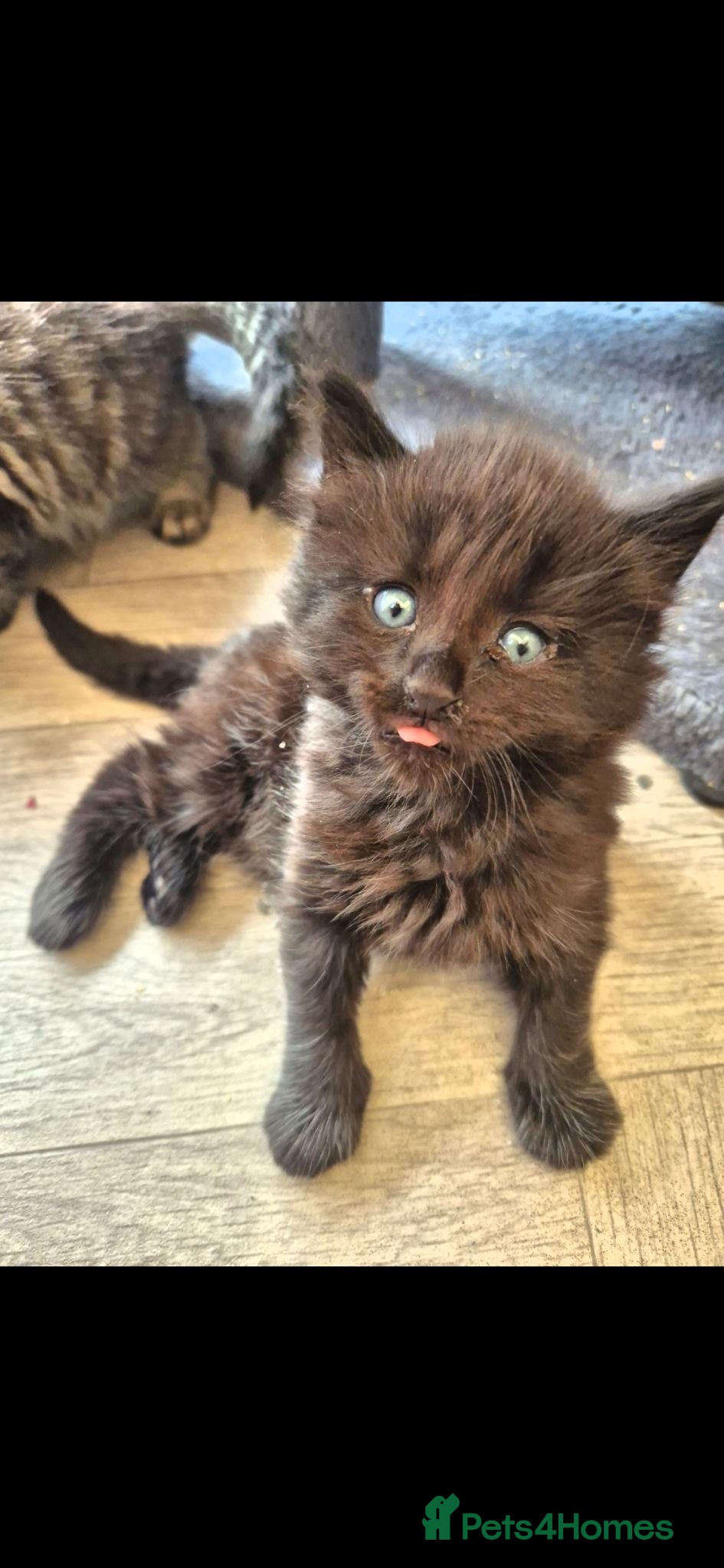 Norwegian Forest Cat cats for sale: Fluffy mixed norweigan forest and tabby - Advert 1