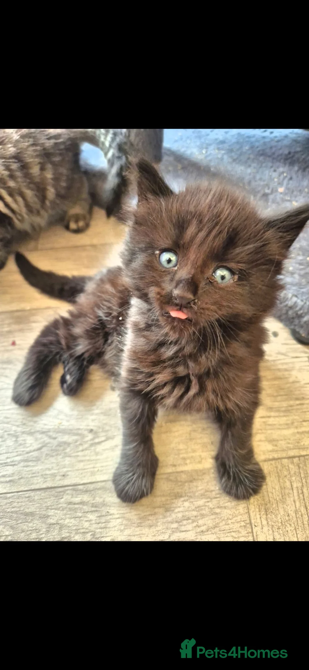 Norwegian Forest Cat cats for sale: Fluffy mixed norweigan forest and tabby - Advert 1