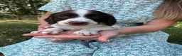 English Springer Spaniel dogs for sale: English Springer Spaniels in Montgomery - Advert 8