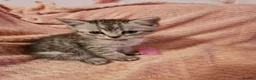 Mixed Breed cats for sale: Persian cross kittens x 5 in Manchester - Advert 3