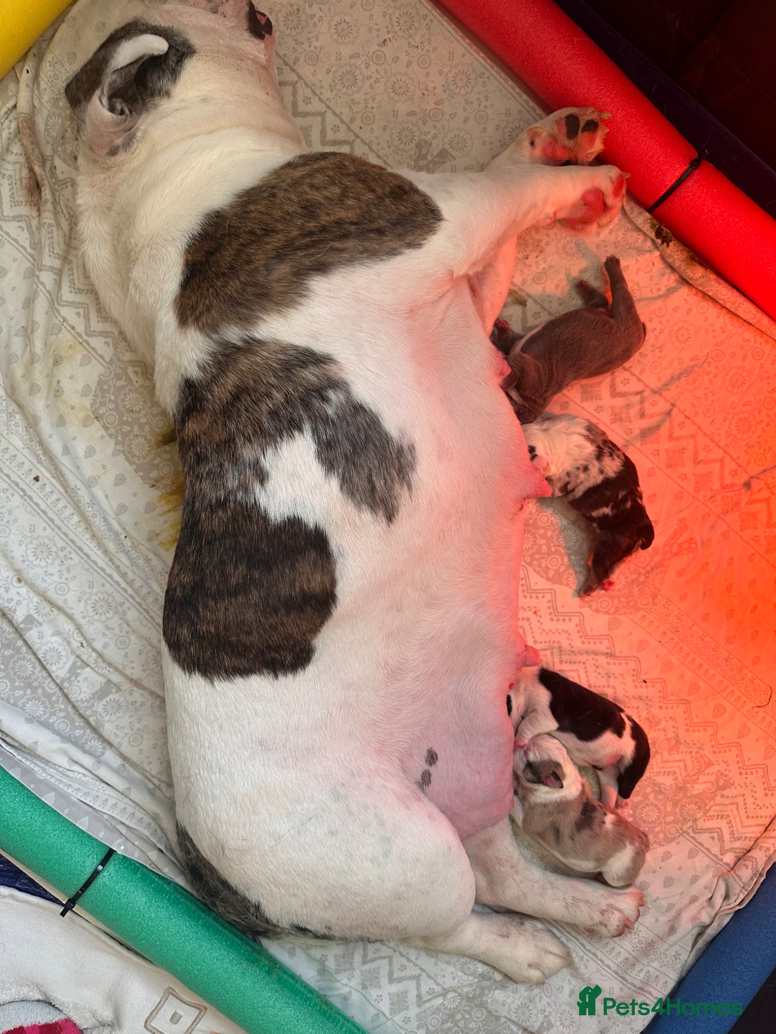 English Bulldog dogs for sale: 🐾 EXCEPTIONAL OLDE ENGLISH BULLDOG PUPPIES 🐾 - Advert 2