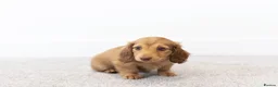Miniature Dachshund dogs for sale: KC Longhaired Mini Dachshund puppies - Advert 6
