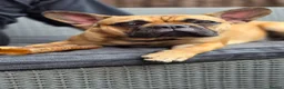 Mixed Breed dogs for sale: Rocky & Coco - Advert 8
