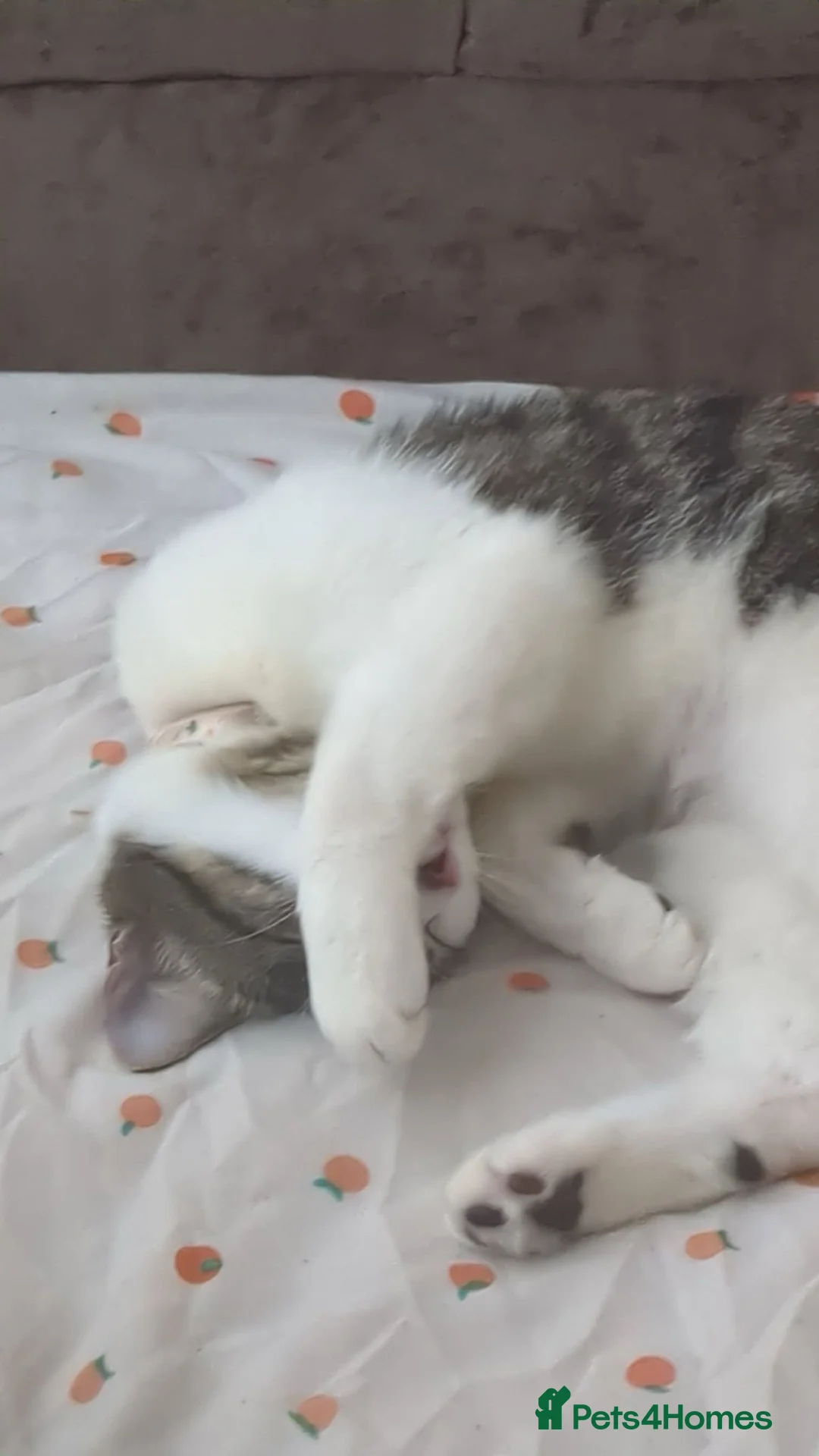 Mixed Breed cats for sale: Princess Aurora 2 Year Old Female in Colchester in Colchester - Advert 2