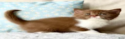 British Shorthair cats for sale: Beautiful pedigree kittens TICA registered  - Advert 13