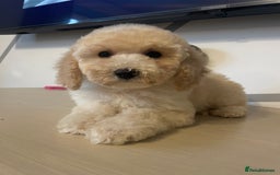 Cockapoo dogs for sale: Cockapoo F2 beautiful puppies ready to go  - Image 20