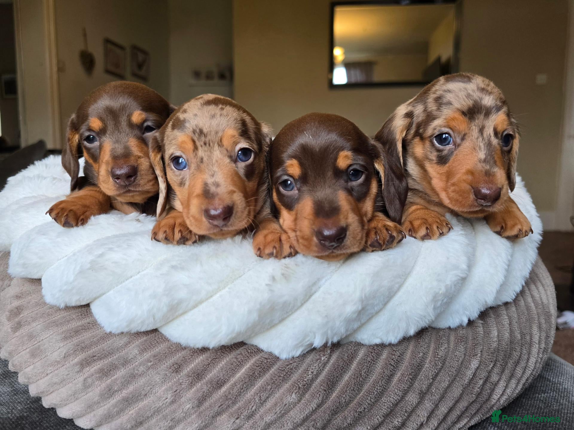 Dachshund dogs KC registered miniture dachund puppies - Advert 2