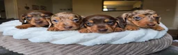 Dachshund dogs for sale: KC registered miniture dachund puppies - Advert 2