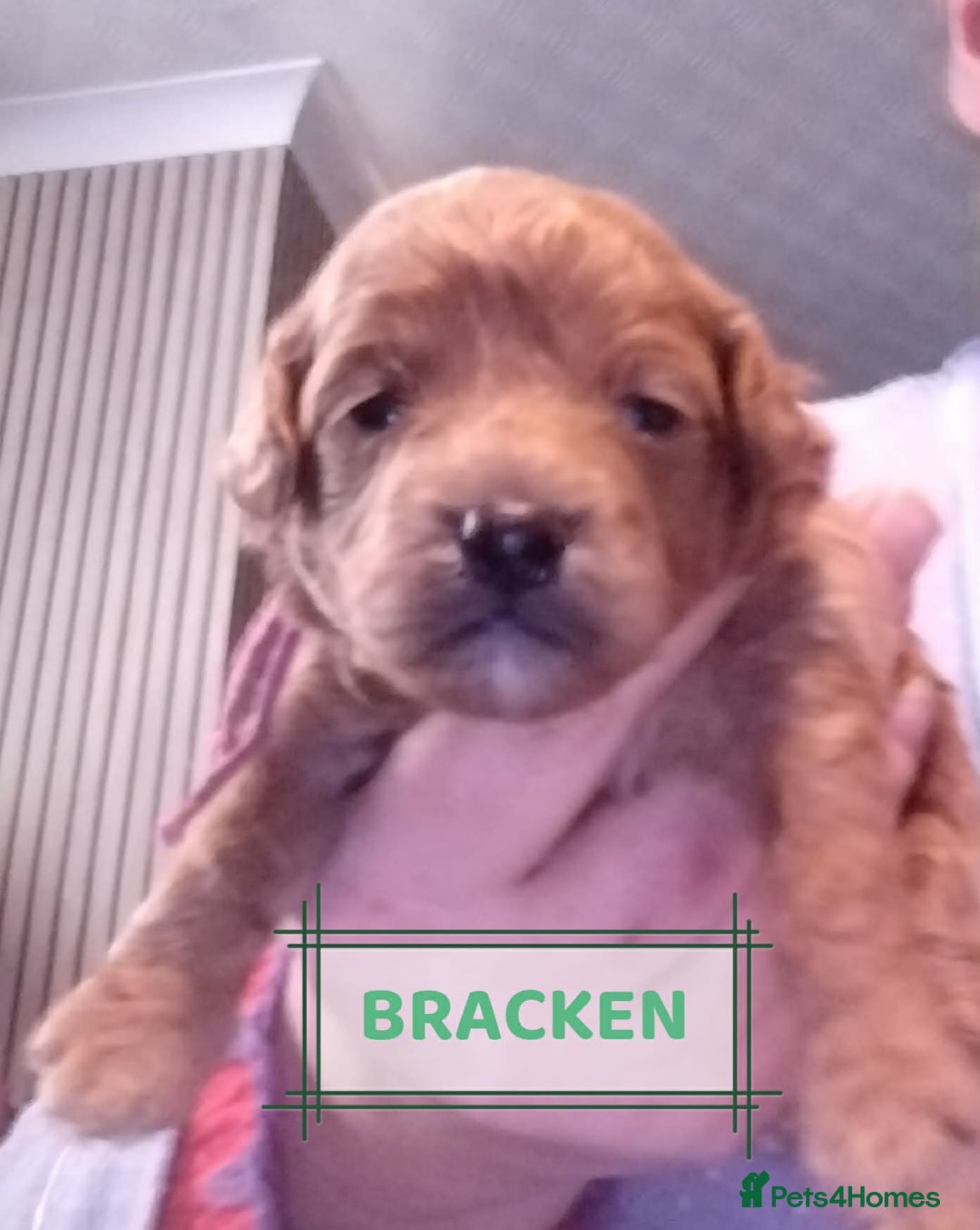 Mixed Breed dogs for sale: Adorable Maltipoo/Cockapoo Puppies - Advert 13