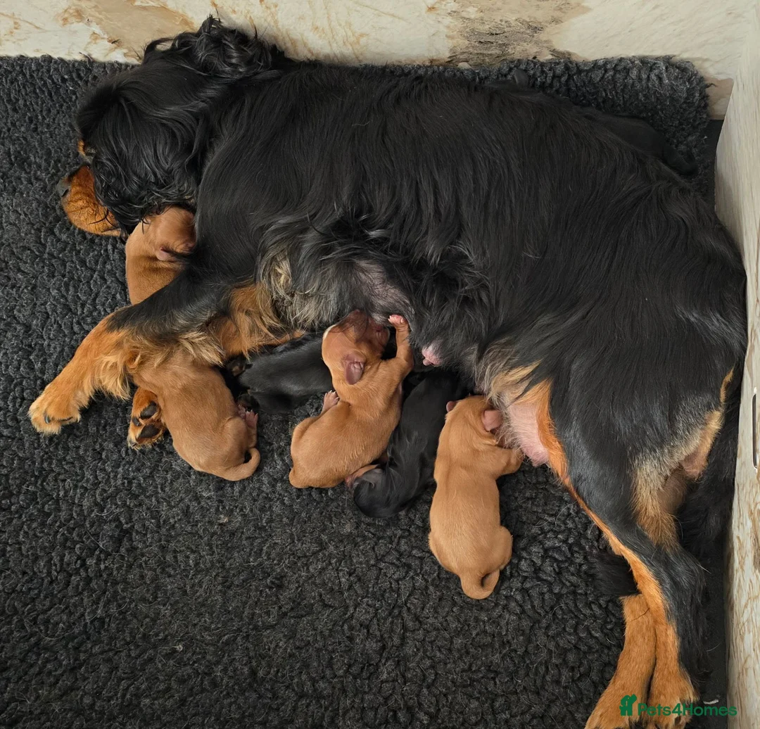 Cavalier King Charles Spaniel dogs for sale: Beautiful  Cavalier  puppies  in Hull - Advert 5