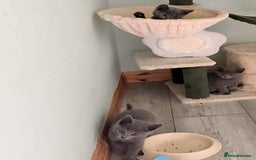 Russian Blue cats for sale: Beautiful full Russian blue kittens  - Image 7