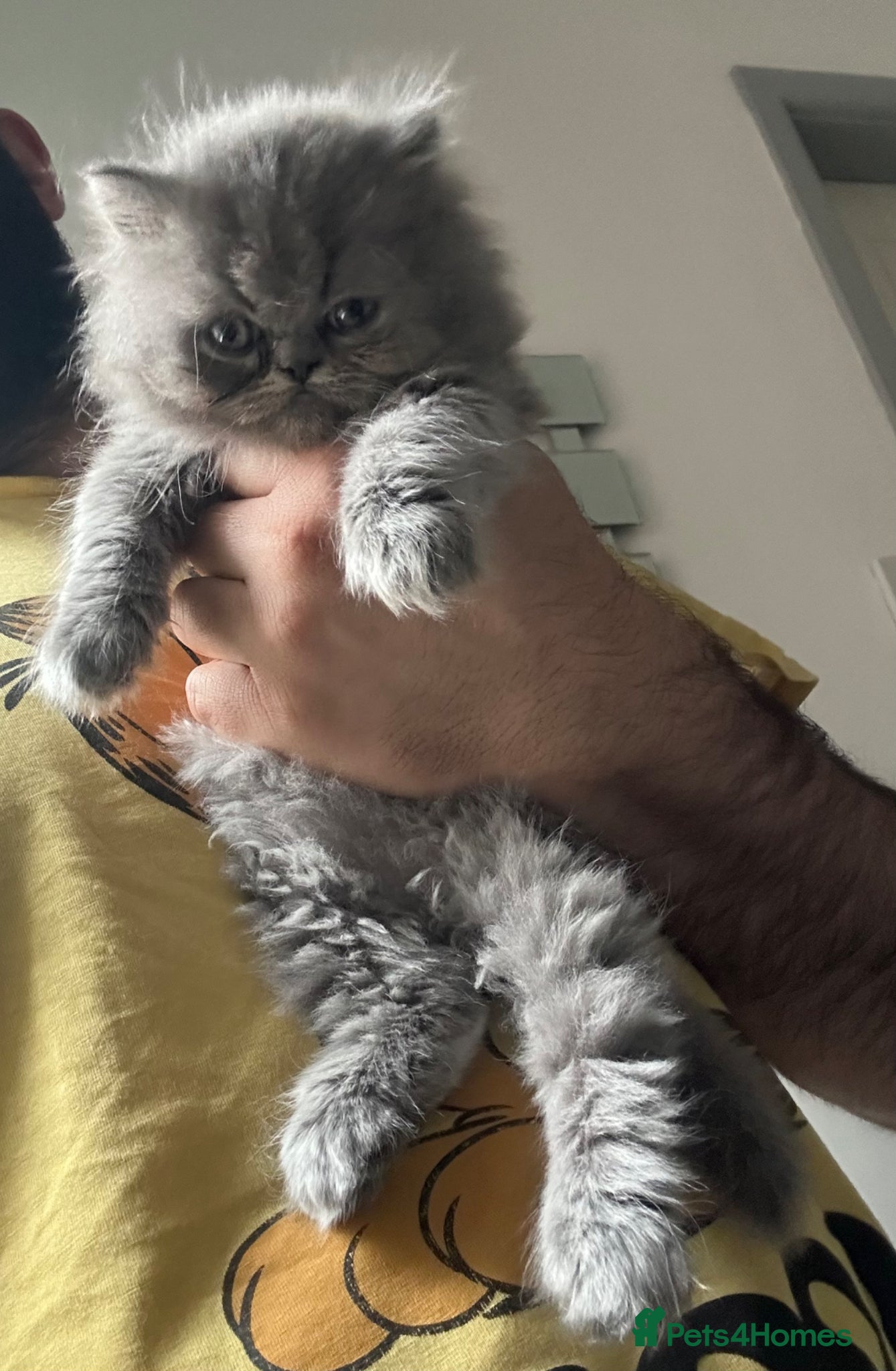 British Shorthair cats 🧸 Teddy Bear British Shorthair - Advert 3