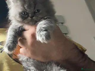 British Shorthair cats 🧸 Teddy Bear British Shorthair - Advert 3