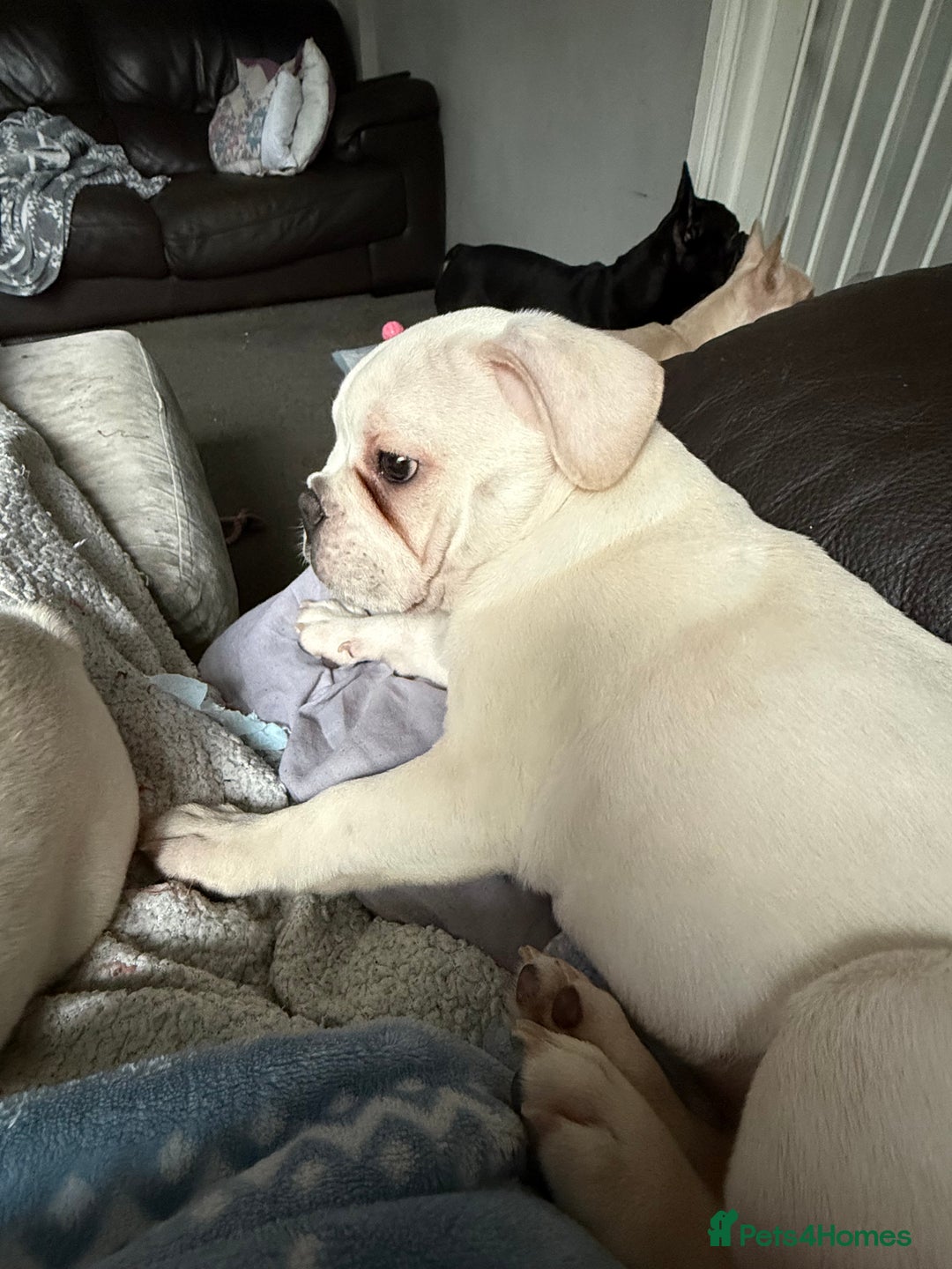 French Bulldog dogs for sale: French bulldog pups ❤️ - Advert 9