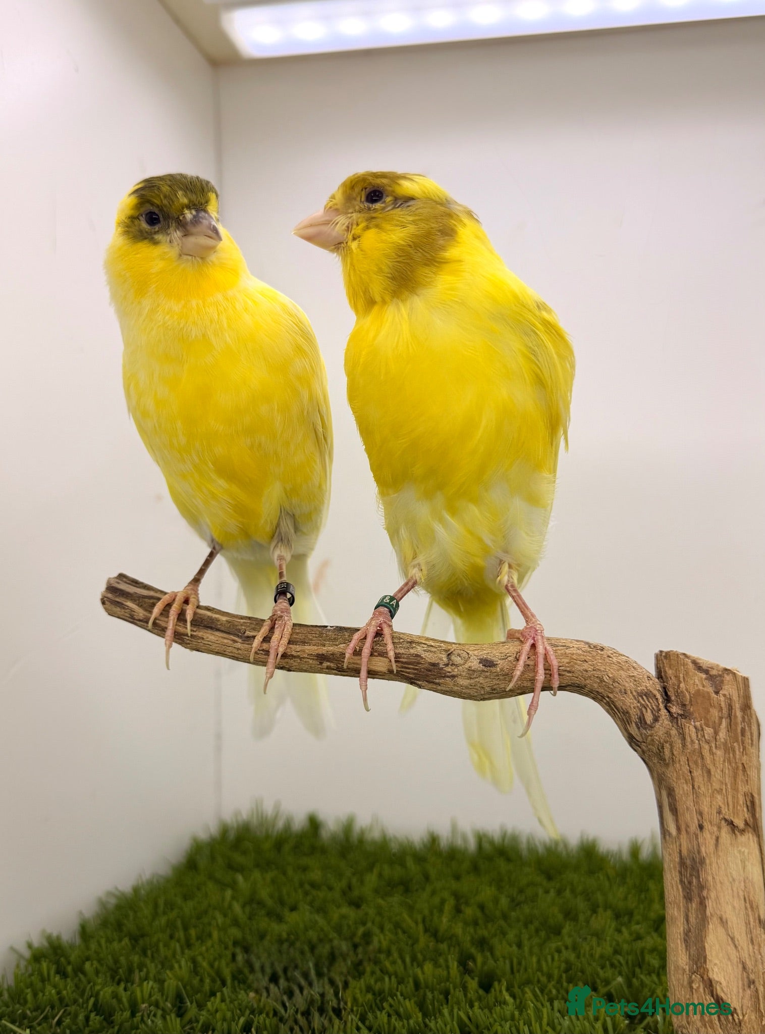 Canaries birds Persian canary’s pairs available  - Advert 11