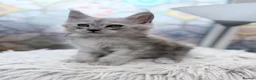 Maine Coon cats for sale: Beautiful high smoked blue & black smoked kittens  - Advert 34