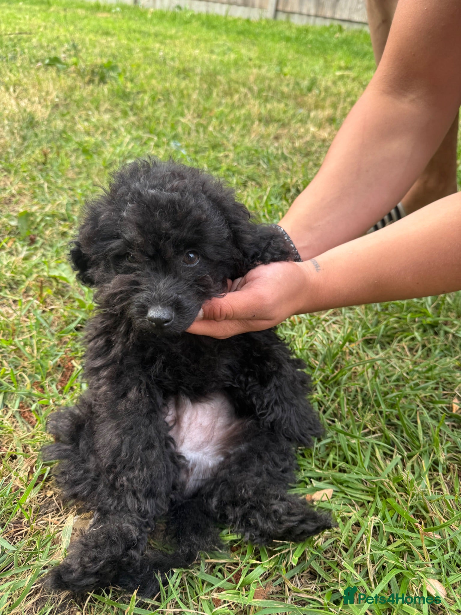 Toy Poodle dogs Asian Toy Poodle Puppies – Only 1 Available 🐩✨ - Advert 2