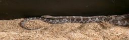 Corn Snake reptiles for sale: 11 Month Anery Corn Snake, Full Viv Setup - Advert 7