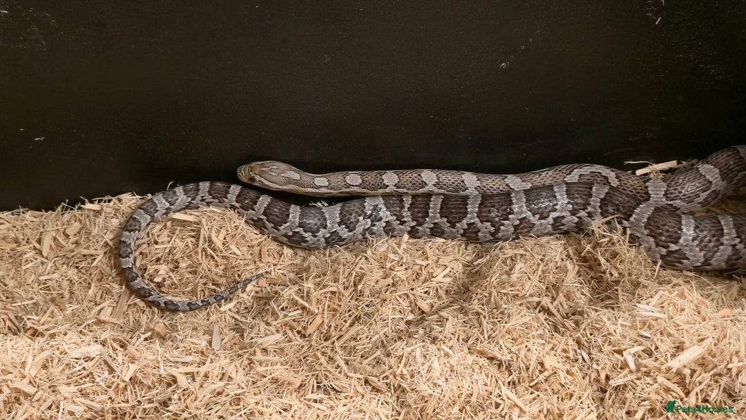 Corn Snake reptiles for sale: 11 Month Anery Corn Snake, Full Viv Setup - Advert 7