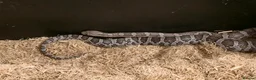 Corn Snake reptiles for sale: 11 Month Anery Corn Snake, Full Viv Setup - Advert 7