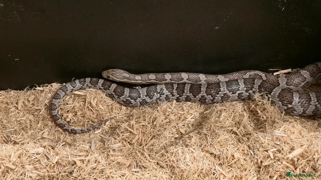 Corn Snake reptiles for sale: 11 Month Anery Corn Snake, Full Viv Setup - Advert 7